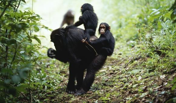 Famille de singes